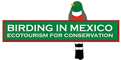 Birding in Mexico Logo