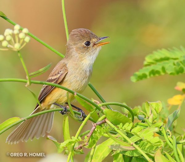 Book your Birding Tour now! - Birding in Mexico